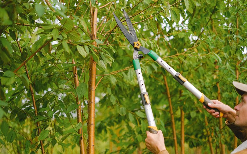 Tree trimming in Mount Sterling, IL